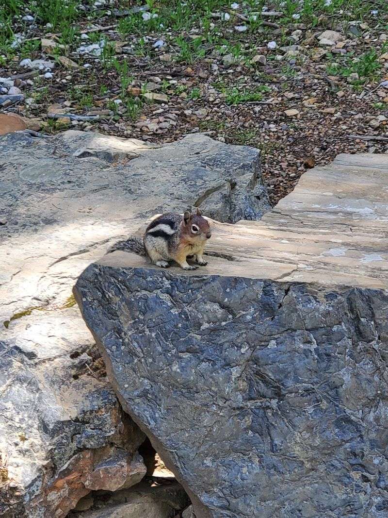 Wildlife Watching Between The Tunnels