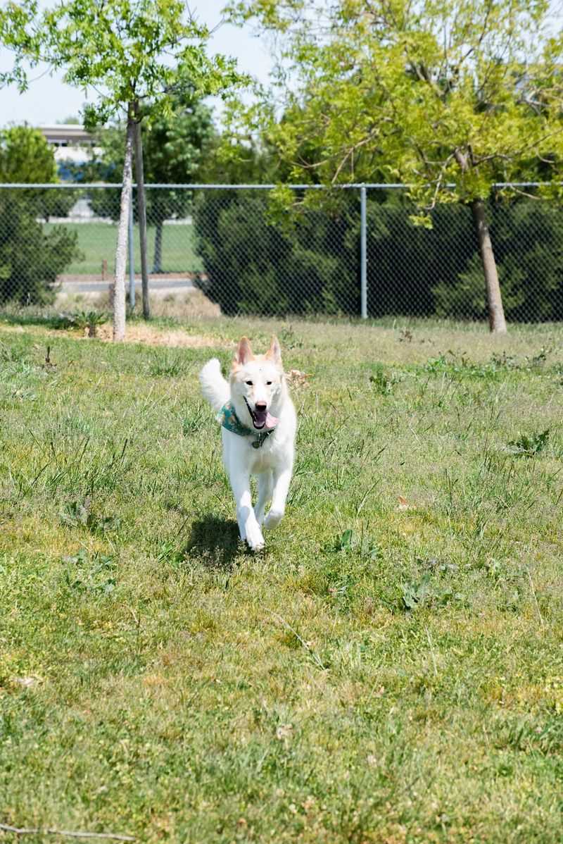 Sacramento SPCA