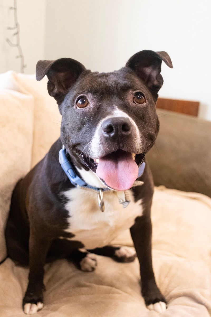 Humane Society Of Sonoma County