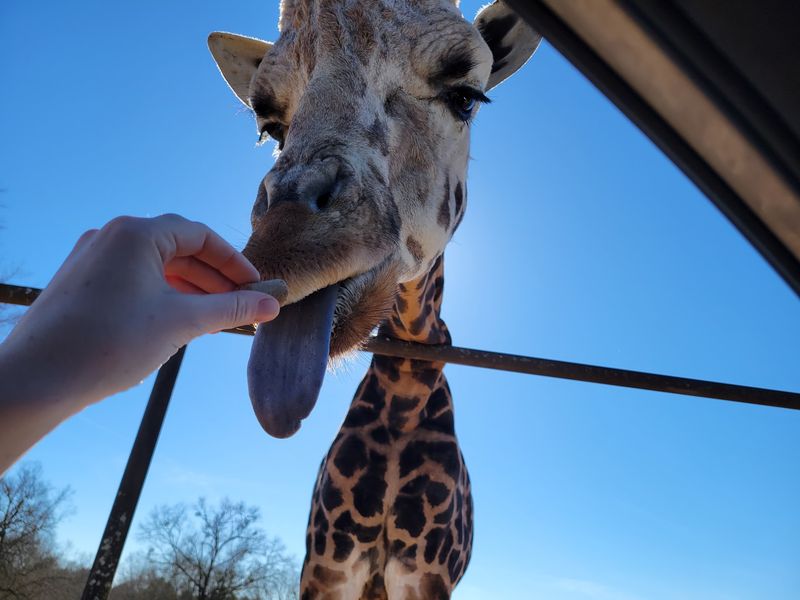 The Three-And-A-Half-Mile Drive-Through Safari
