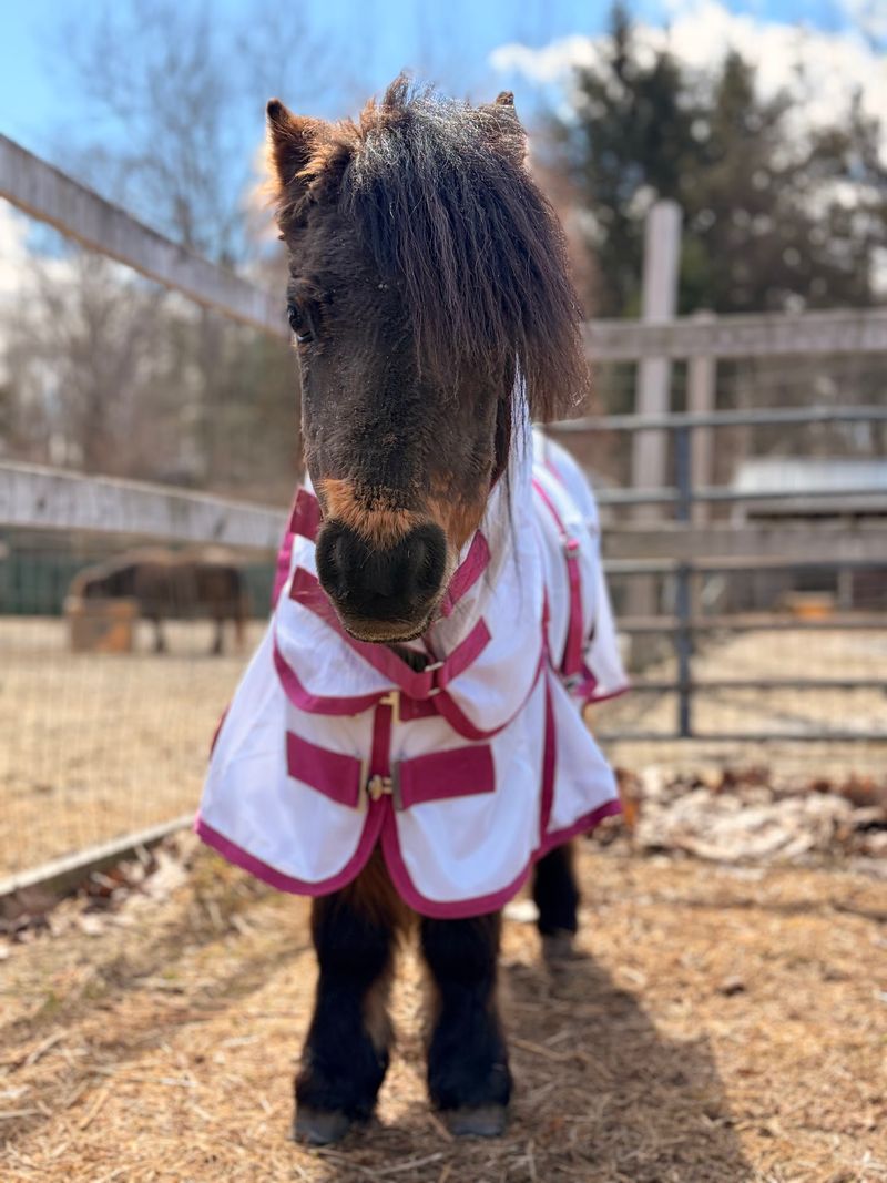 This Connecticut Sanctuary Gives More Than 250 Rescued Animals A Safe Place To Live - Decor Hint The Quiet Countryside Gives Them Room To Settle In