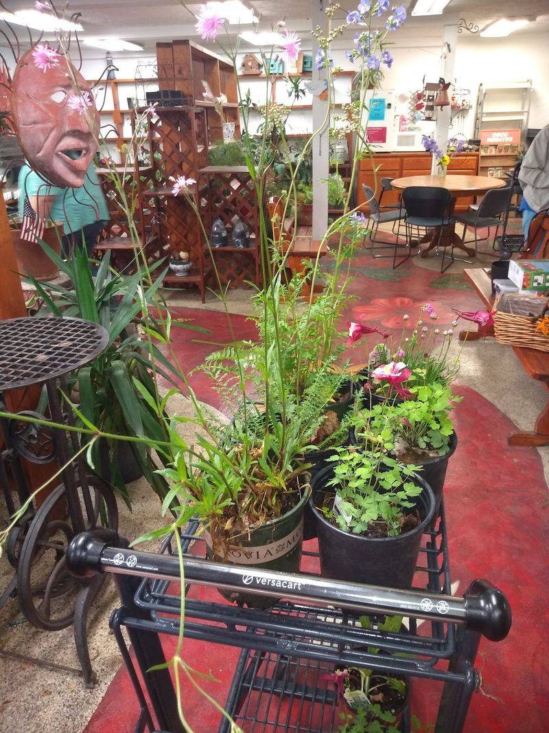 Browse Houseplants That Are Ready For A Second Home