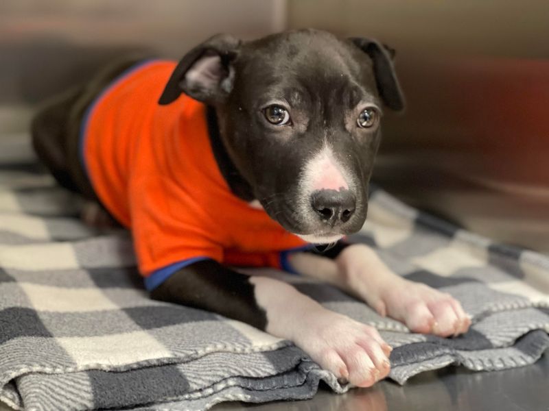 West Valley Humane Society