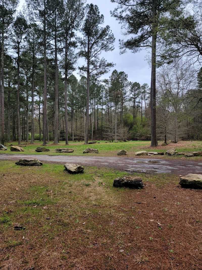 When Radiation Met Trees And Machines