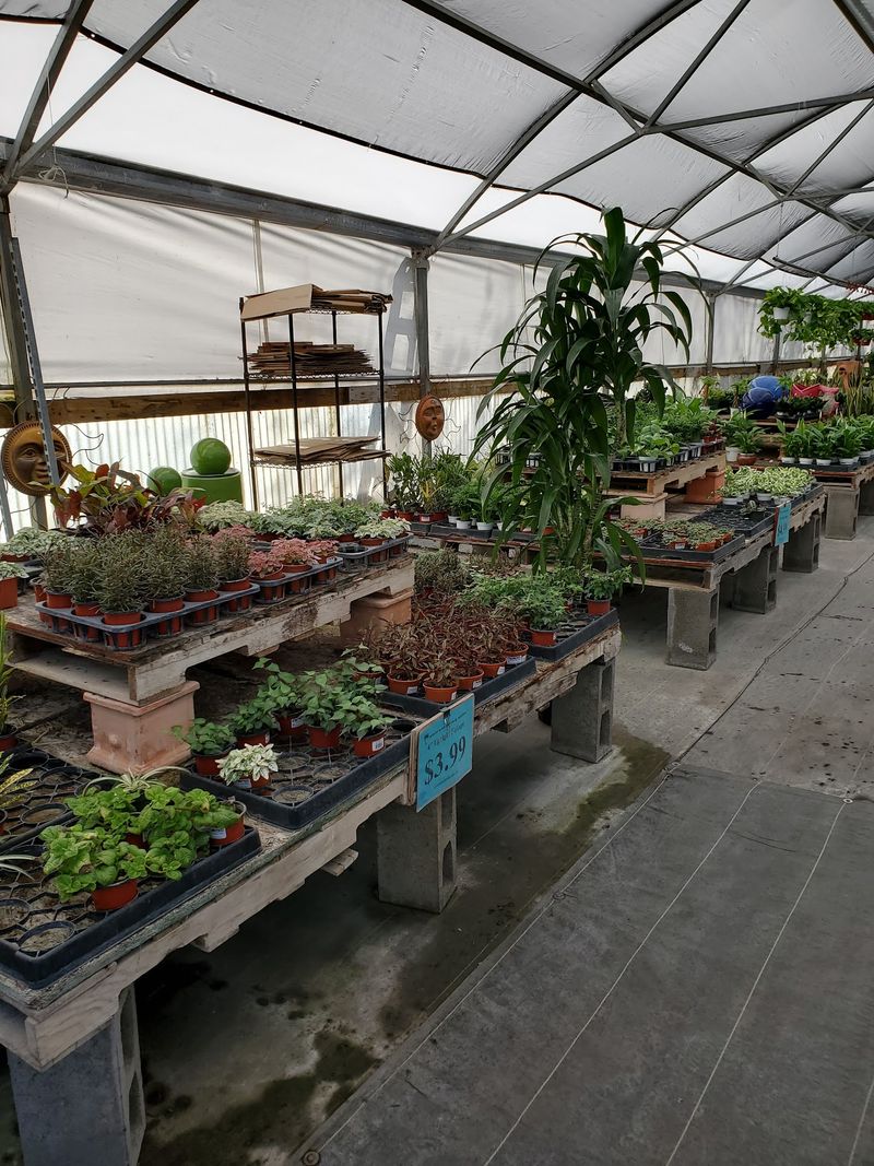 Succulents In More Varieties Than Expected