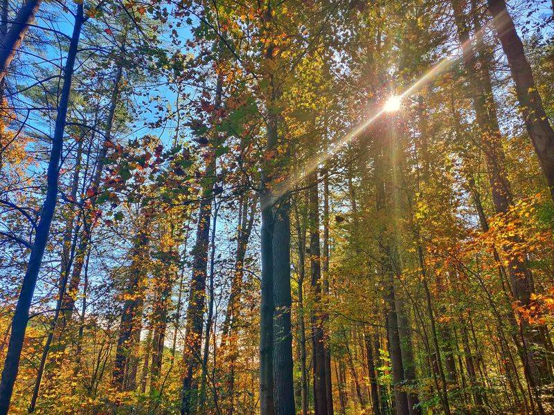 Gorges, Ridges And Second-Growth Forest