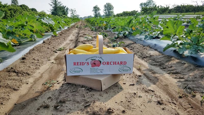 Reid's Orchard