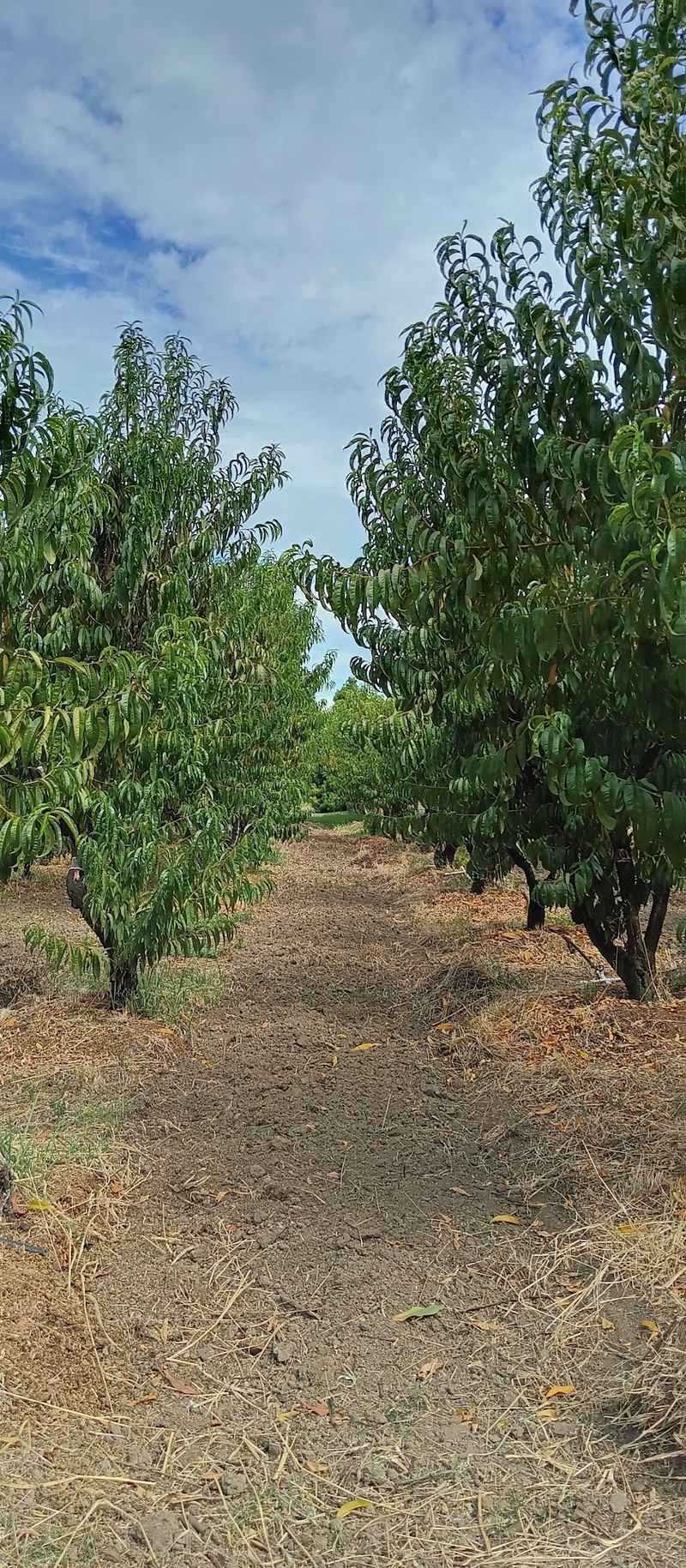 Dry Creek Peach and Produce, Healdsburg