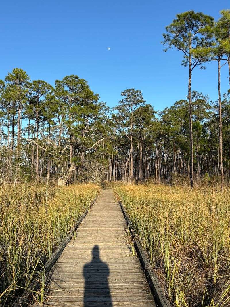 10 Louisiana Day Trips Featuring Swamp Boardwalks And Cajun Food Stops - Decor Hint Boy Scout Road Trail, Lacombe