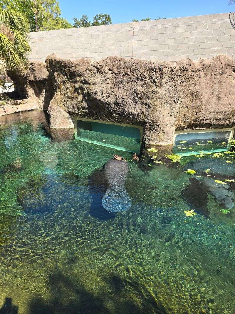 Stingrays You Can Actually Touch