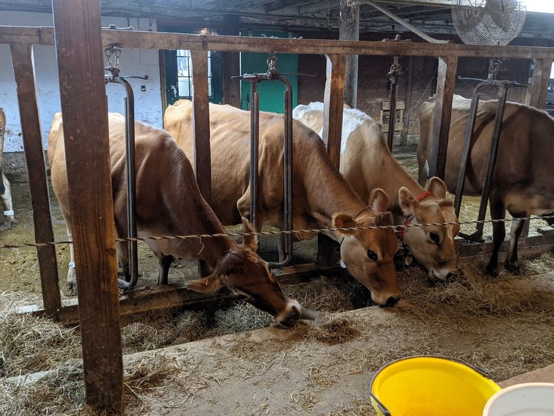Visitors Get A Closer Look At Farm Life