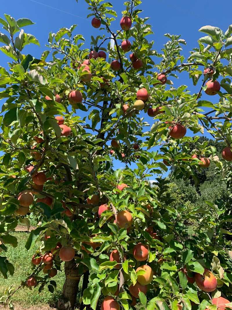 Stepp's Hillcrest Orchard, Hendersonville
