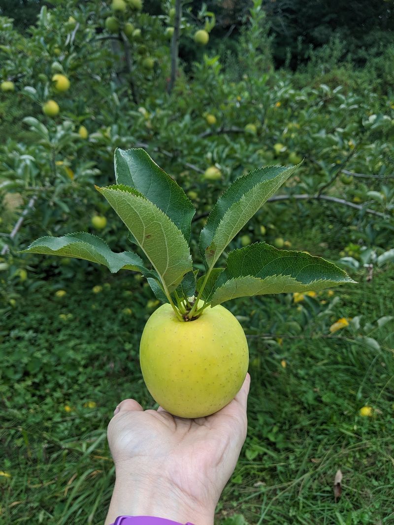 Coston Farm & Apple House, Hendersonville