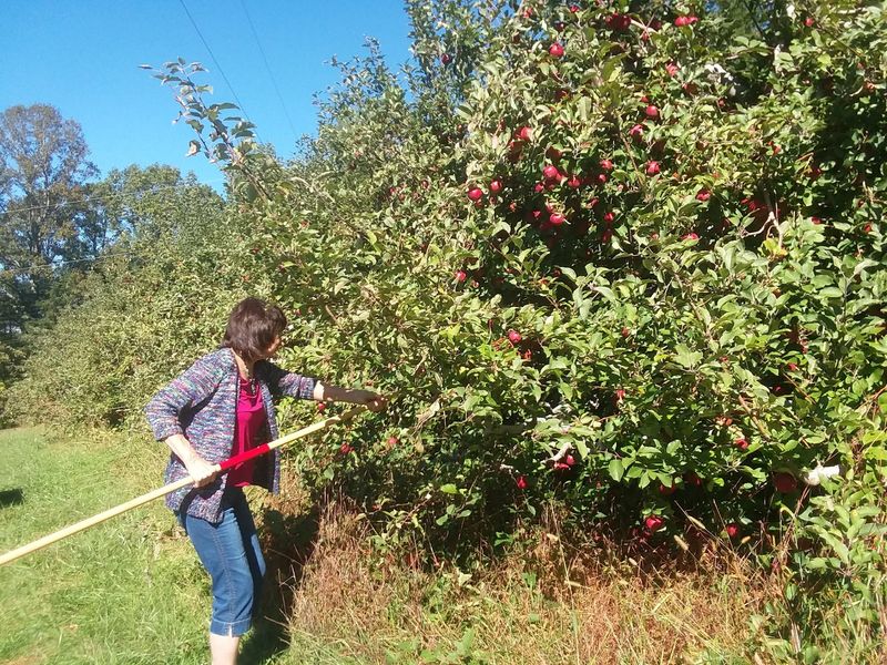 Coston Farm & Apple House, Hendersonville