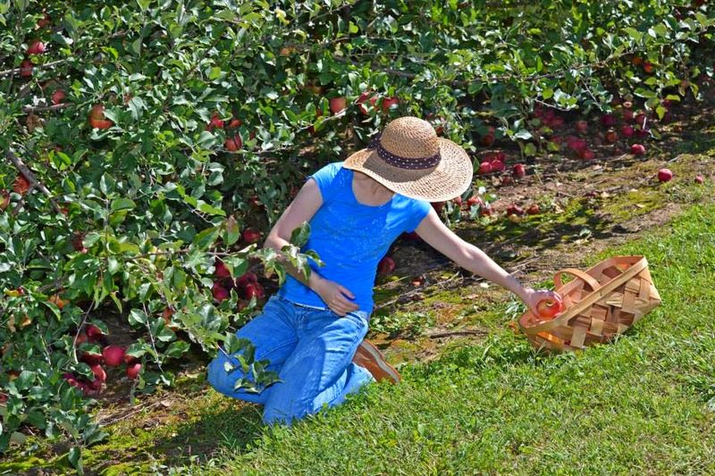 Stepp's Hillcrest Orchard, Hendersonville