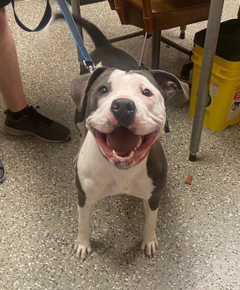 Animal Shelter of Northeast Nebraska, Norfolk