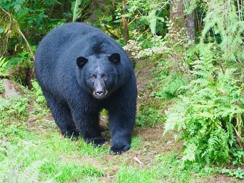 You Can Spot Signs Of Bear Activity Before You Ever See The Animal