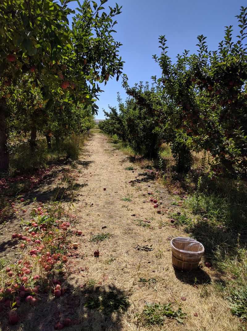 See Which Early Apple Varieties Ripen Before The Fall Rush