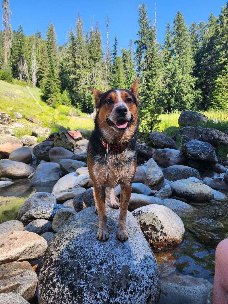 This 2.3-Mile Hike In Idaho Leads You To A Swinging Suspension Bridge Hidden In The Woods - Decor Hint Take Your Time On A Short Hike Packed With Scenery