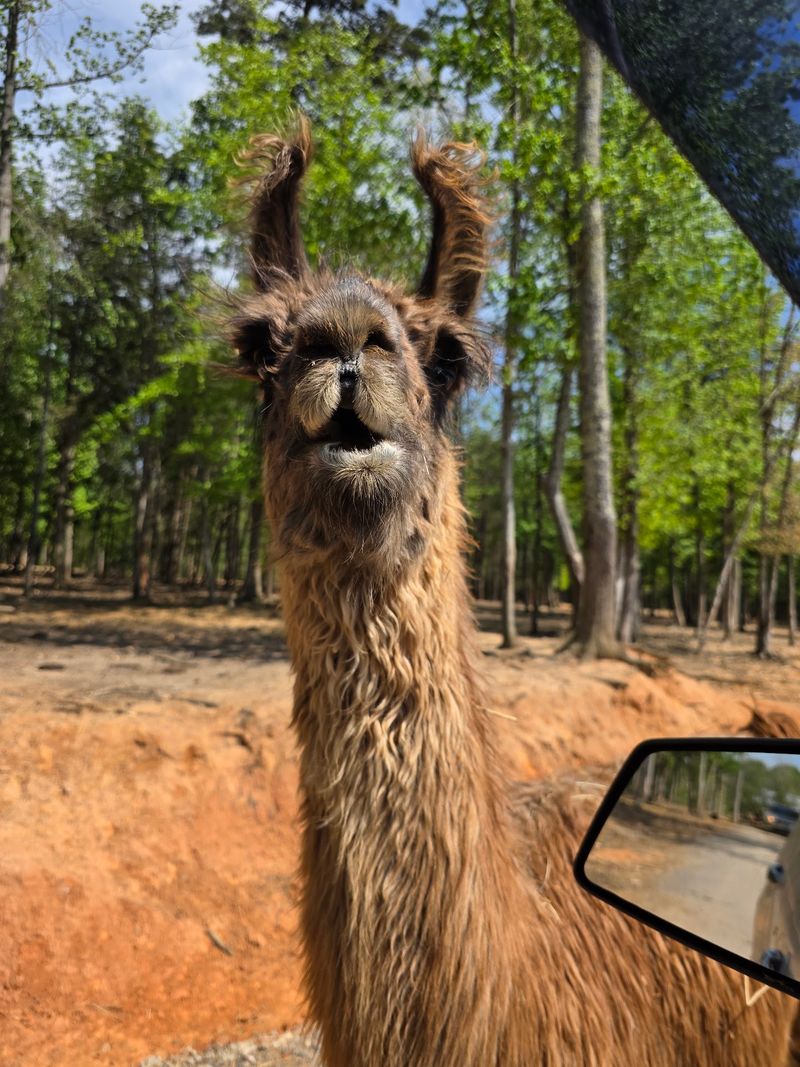 Leave Feeling Like You Took A Mini Safari Without Leaving North Carolina