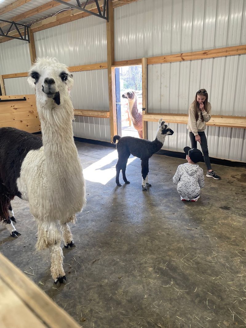 Spend Time With The Herd Before Or After Your Hike