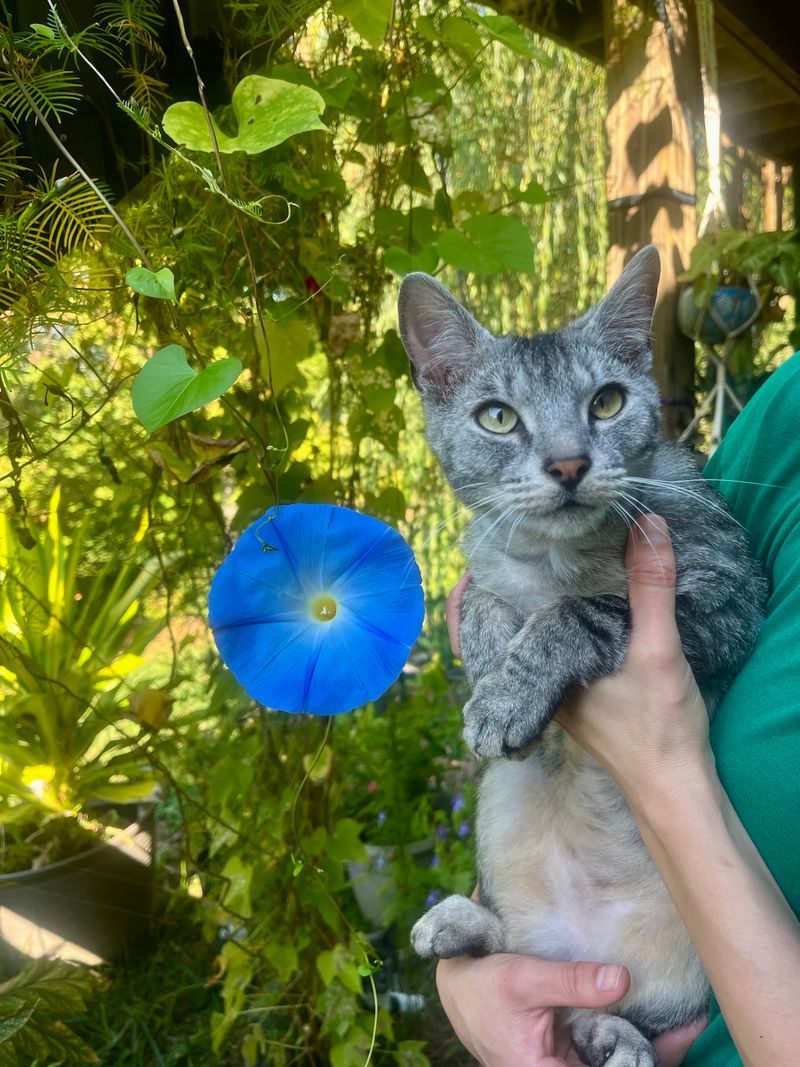 Boone County Animal Care & Control