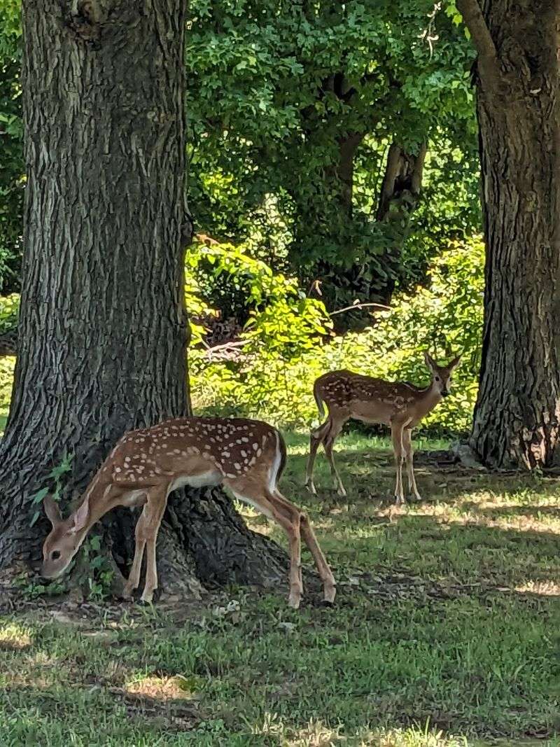 Cherokee Park