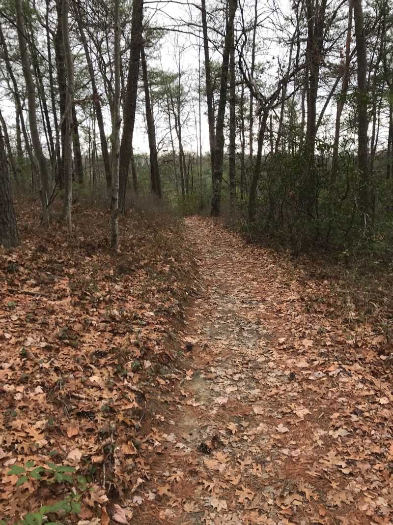 Koomer Ridge Trail, Red River Gorge, Slade