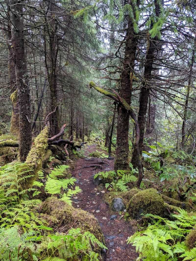 West Glacier Trail, Juneau