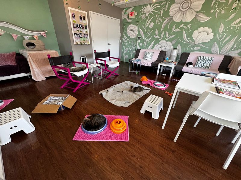 North Carolina Has 10 Cat Cafes Where Adoptable Cats Might Just Pick Their Own Humans - Decor Hint Cat Tales Cat Cafe, Chapel Hill
