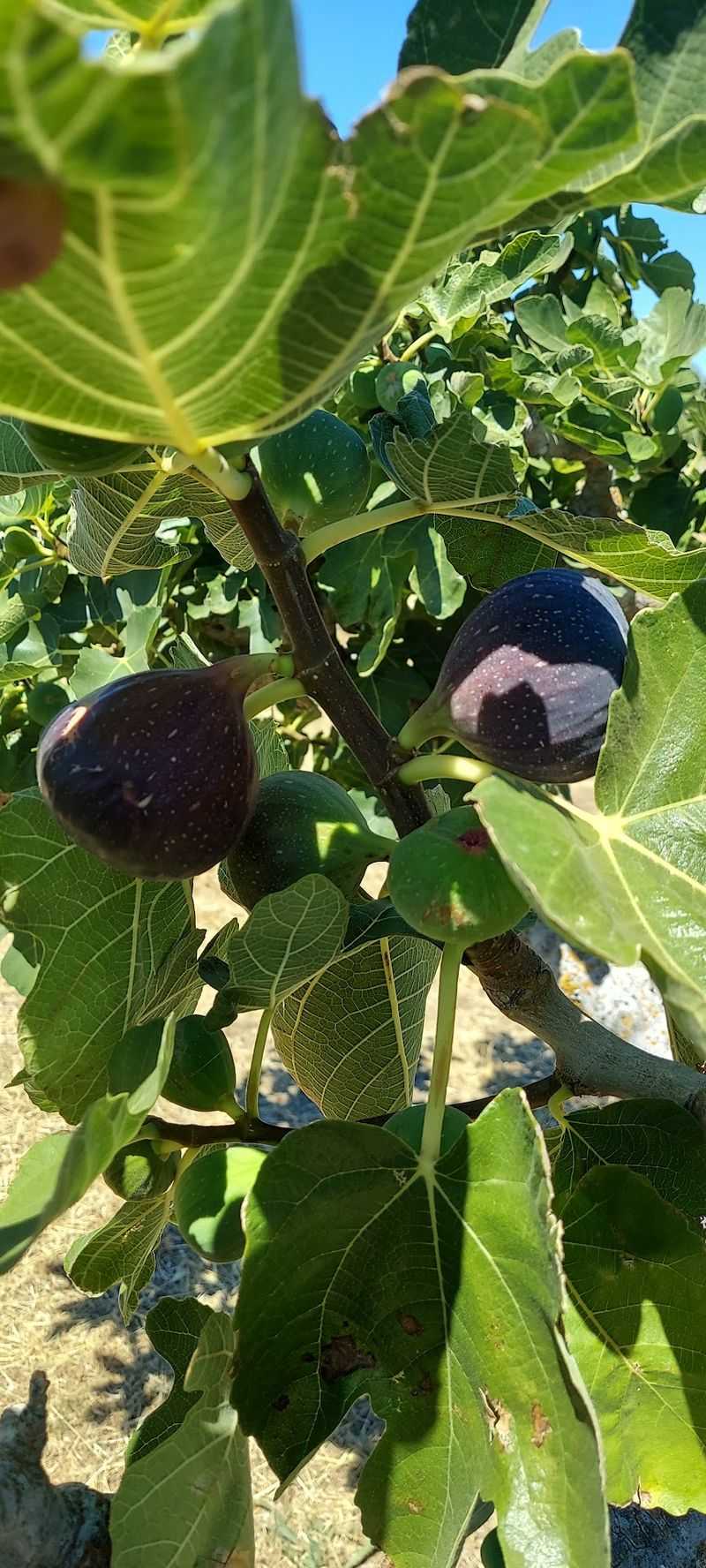 Maywood Farms, Corning