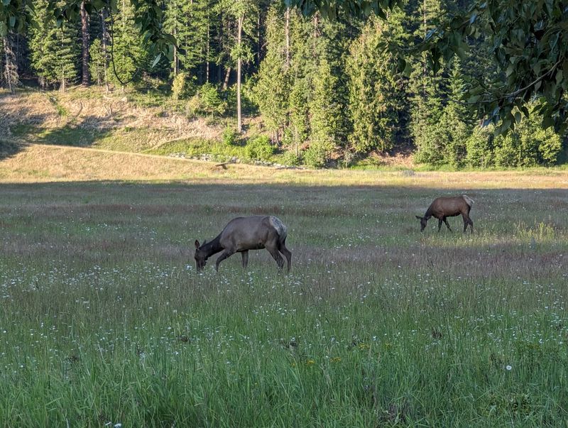 10 Idaho Hikes Where You'll Probably See More Wildlife Than People - Decor Hint Chain Lakes Trail, Coeur D'Alene
