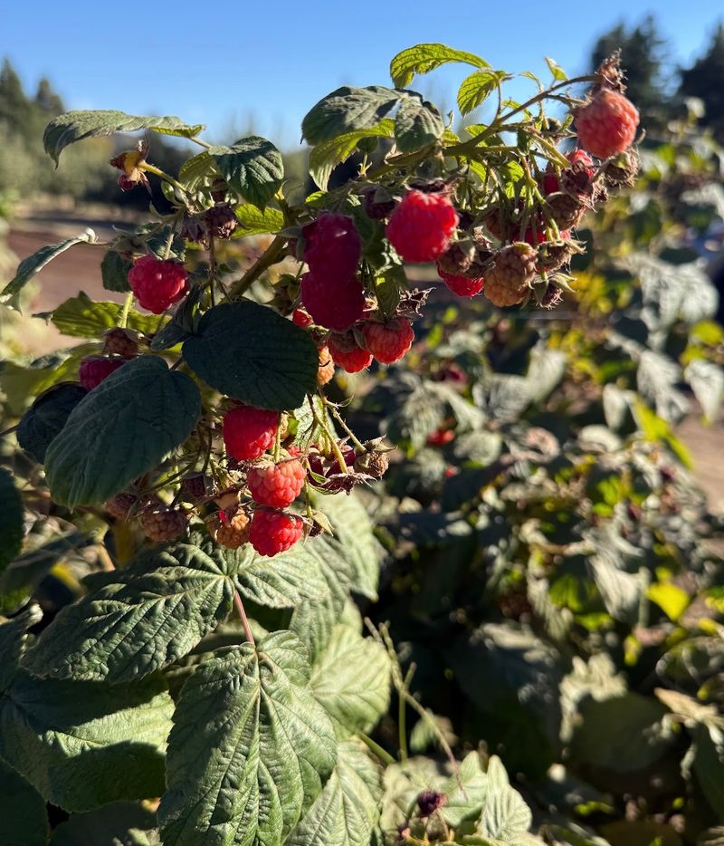 Early Ripening Means You Do Not Have To Wait