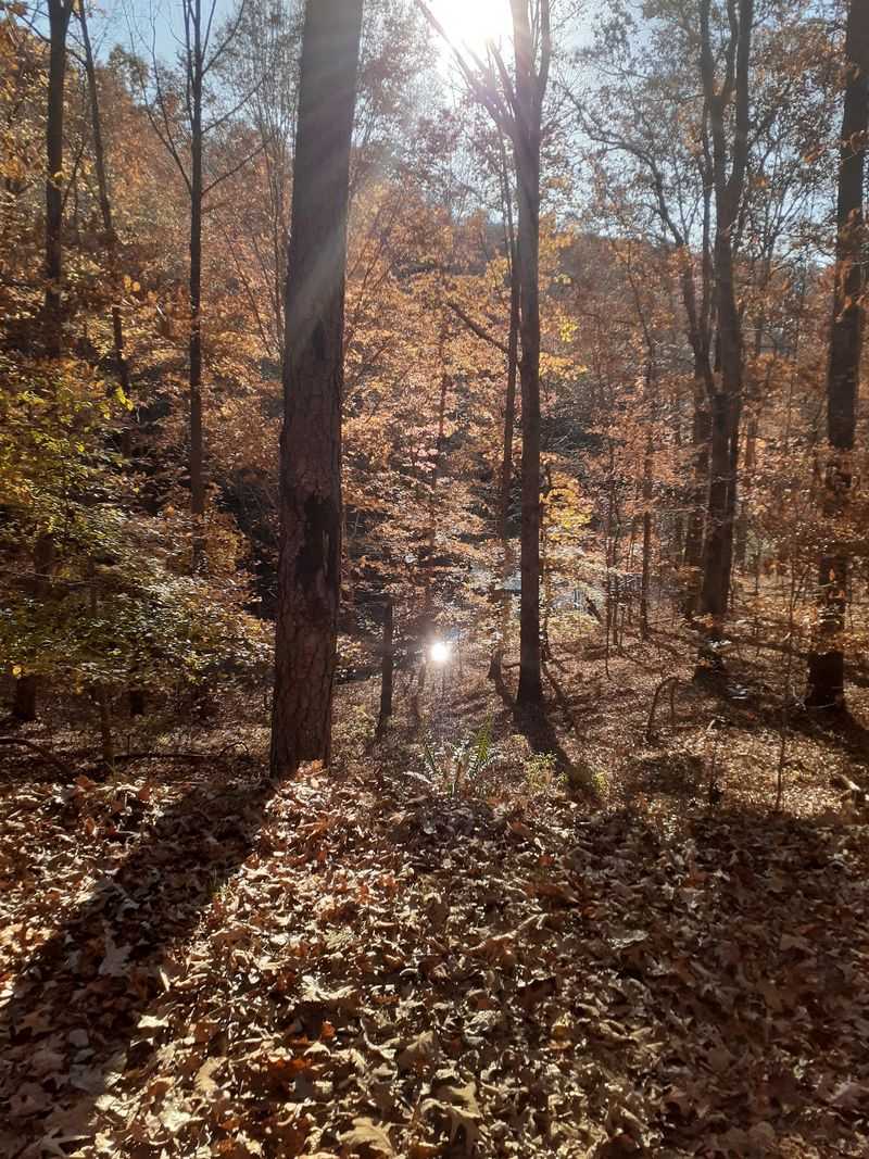 One Of Only Seven Community Forests In The Entire Country