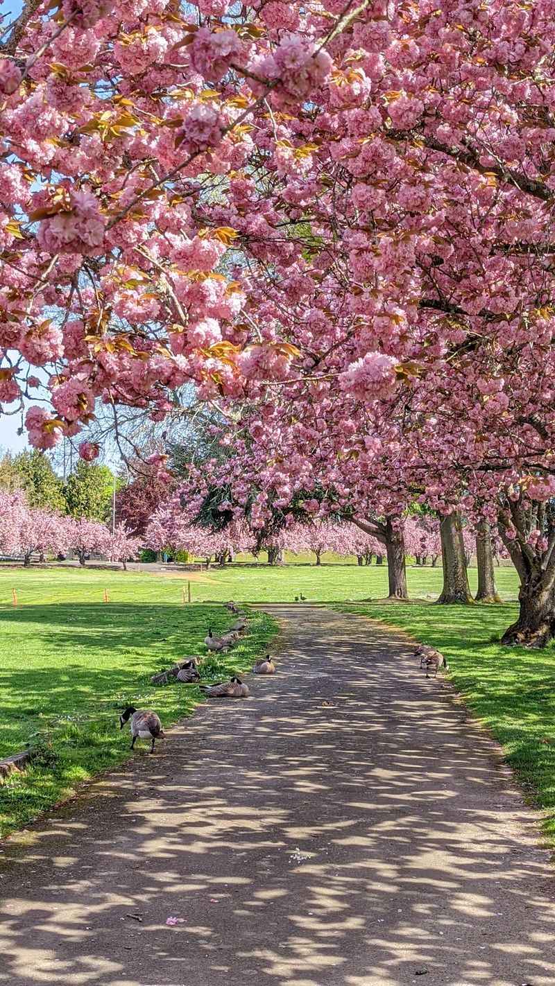 Paths, Play, And Picnics