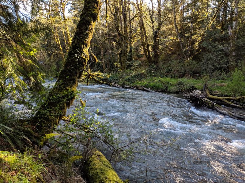 Lyre River Campground, Port Angeles