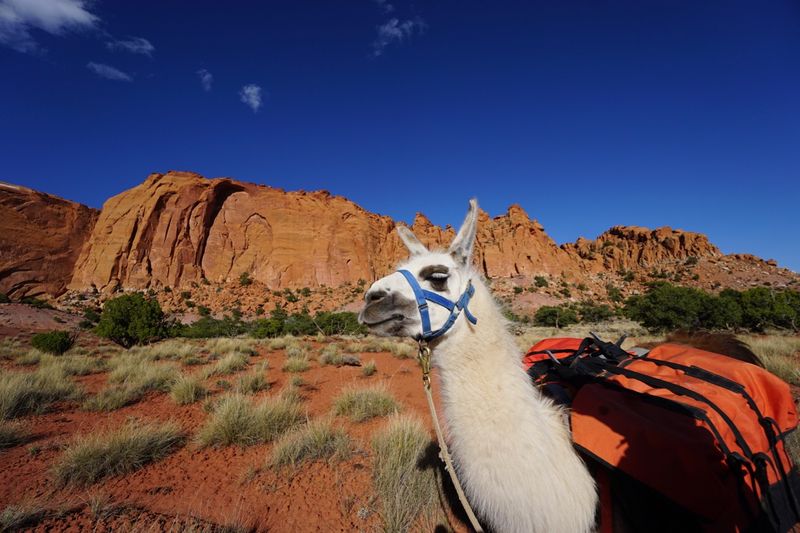 This Idaho Llama Ranch Lets You Take Your Own Pack Llama On A Wild Mountain Hike - Decor Hint Let Your Llama Carry Gear While You Handle The Hiking
