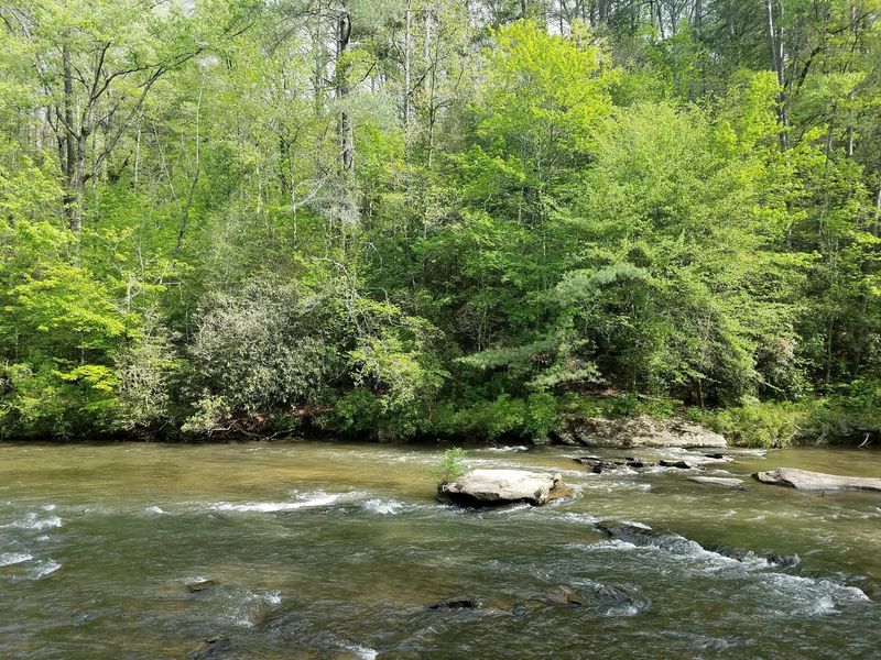 This Charming Georgia Mountain Town Is A Hiking Paradise For Outdoor Lovers - Decor Hint Ancient Giants On The Bear Creek Trail