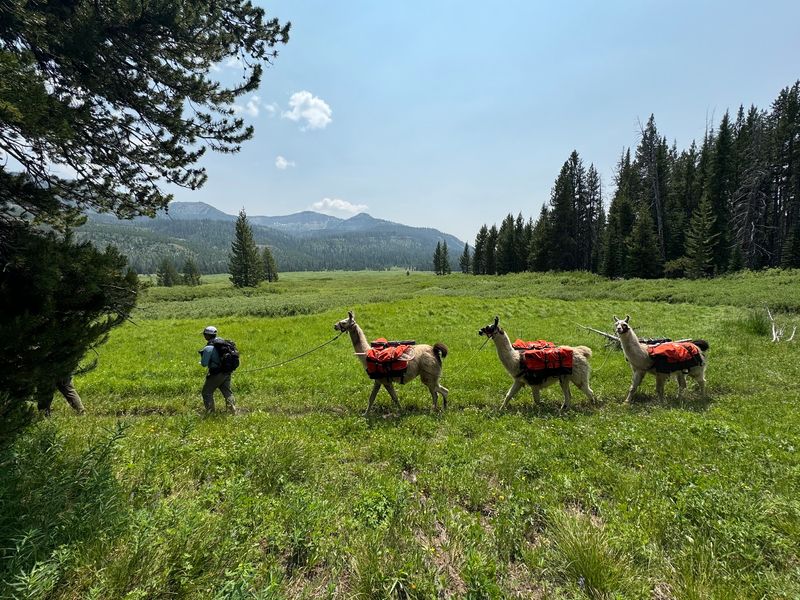 This Idaho Llama Ranch Lets You Take Your Own Pack Llama On A Wild Mountain Hike - Decor Hint Choose A Guided Adventure Or Rent Llamas For Your Own Trip