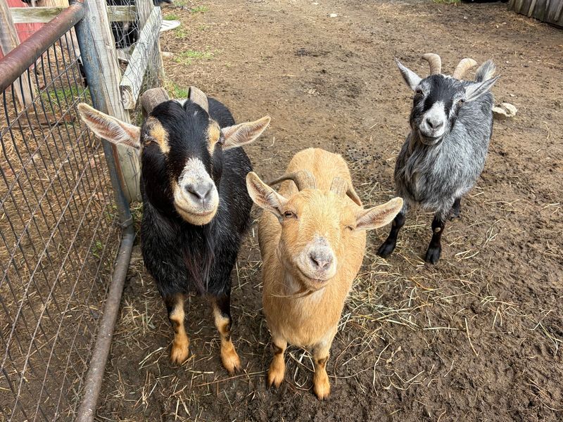 This Connecticut Sanctuary Gives More Than 250 Rescued Animals A Safe Place To Live - Decor Hint Tours Let Visitors Meet The Residents Up Close