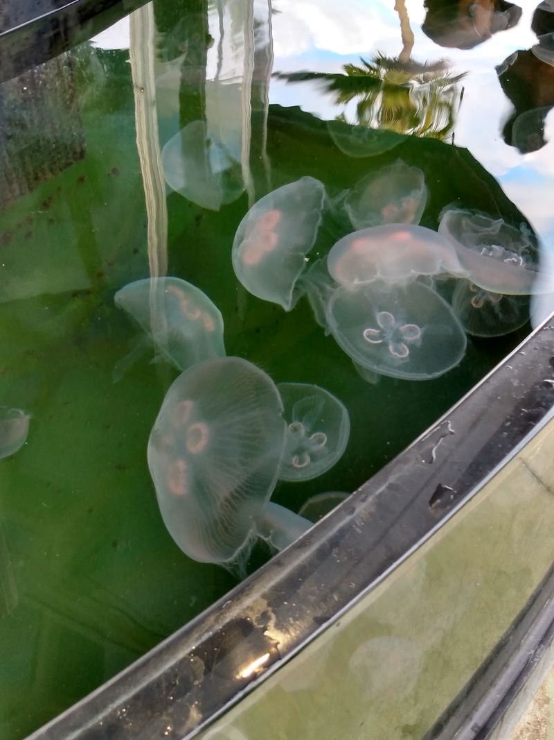Head Outside To Touch A Moon Jelly