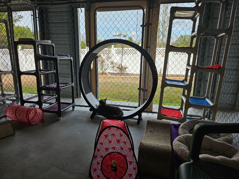 The Sanctuary Also Helps Cats With Other Serious Special Needs