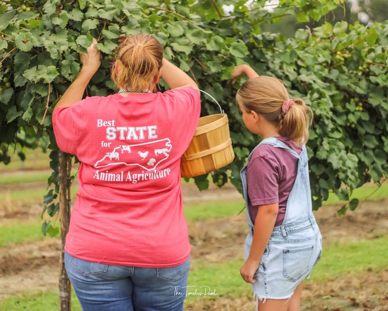 This 2-Acre North Carolina U-Pick Vineyard Is Loaded With 4 Kinds Of Muscadine Grapes - Decor Hint Weigh Your Harvest And Pay Through The Vineyard's Honor System