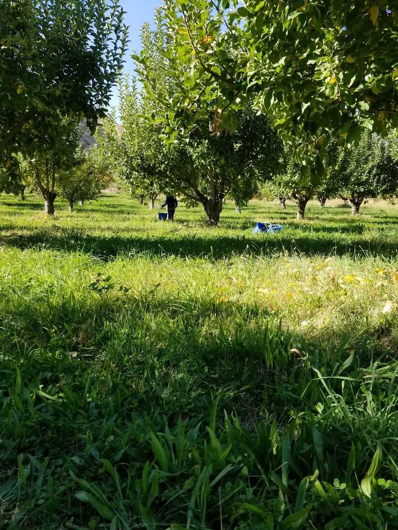 Check The Farm’s Ripening Updates Before Making The Drive