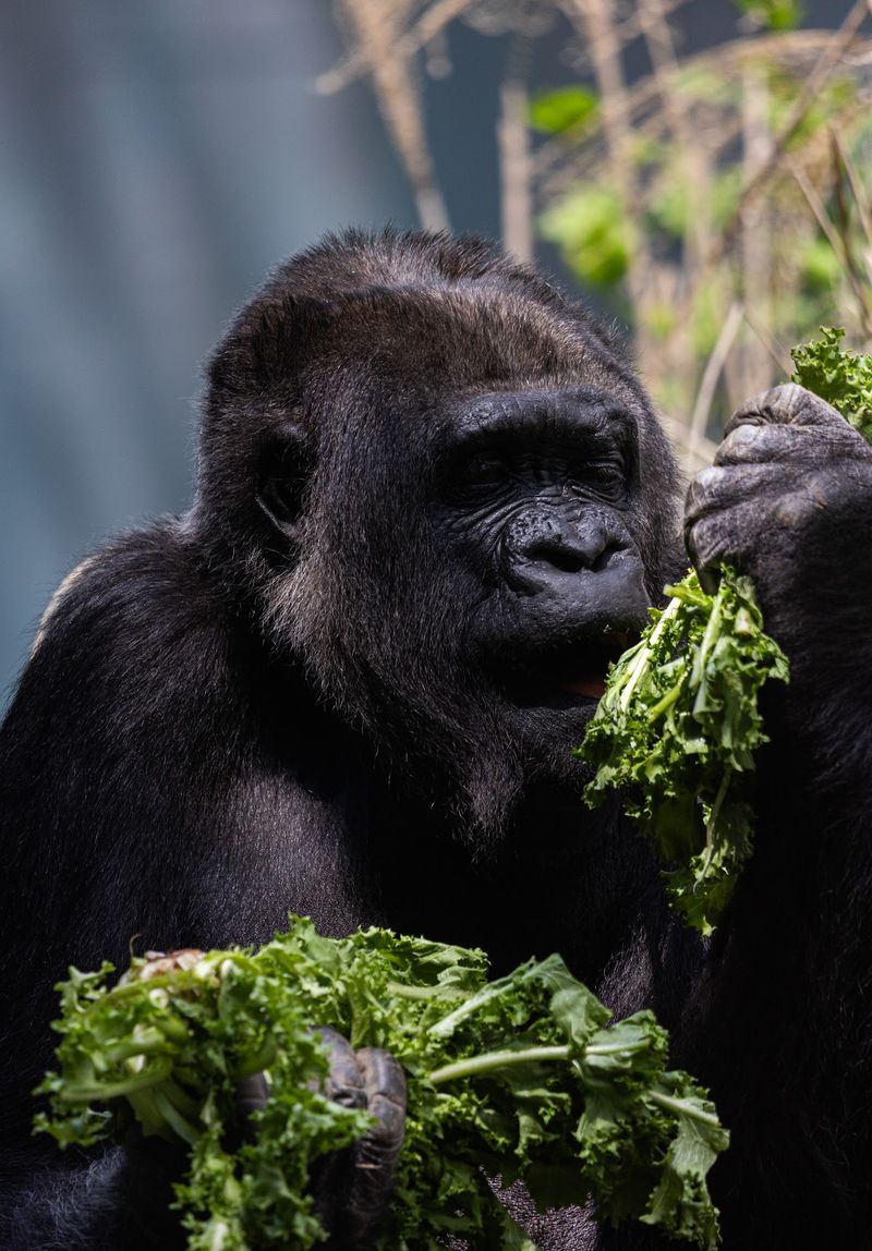 Louisville Zoo