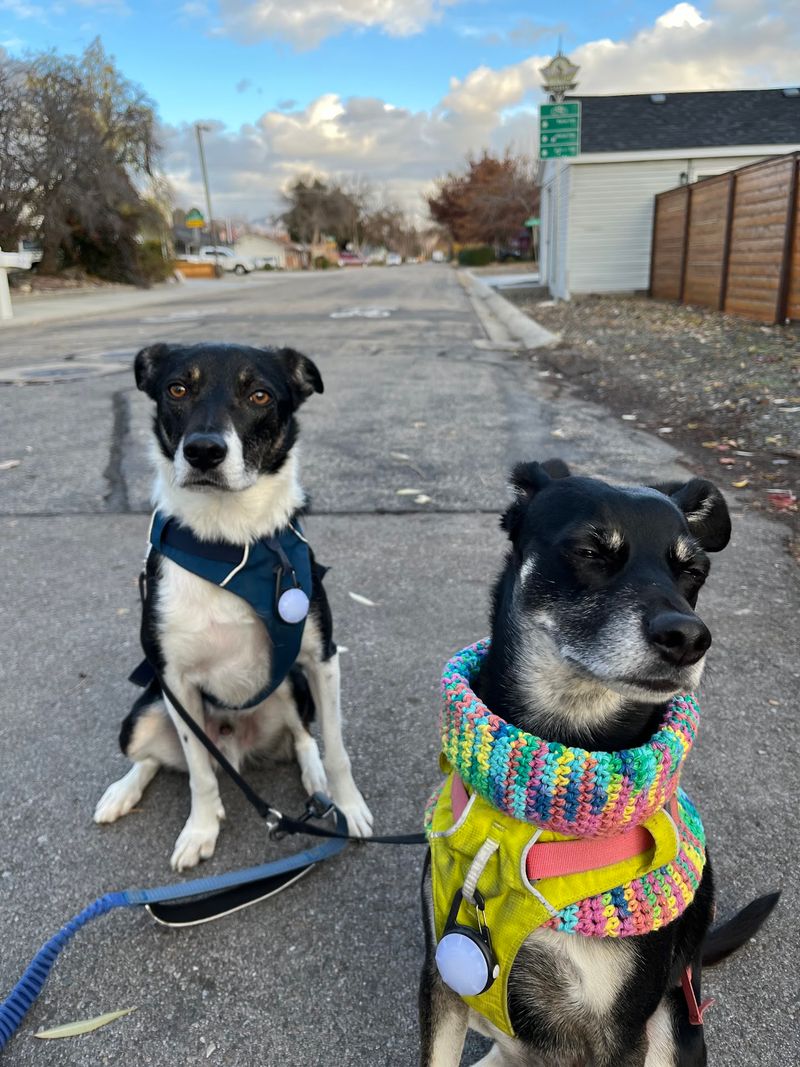Idaho Humane Society