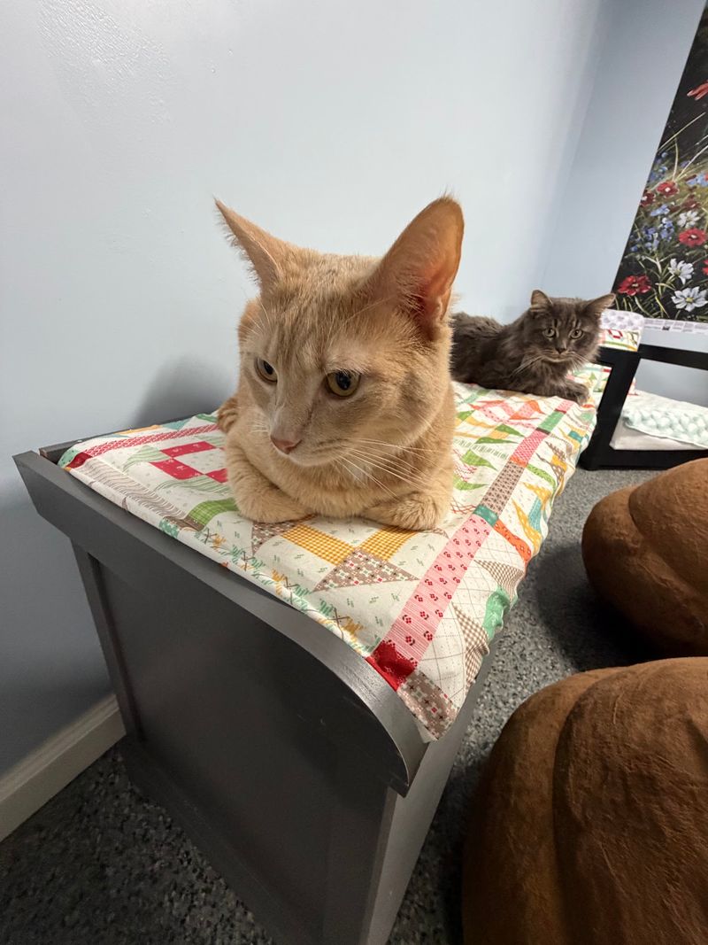 North Carolina Has 10 Cat Cafes Where Adoptable Cats Might Just Pick Their Own Humans - Decor Hint The Farmer's Cat Cafe, Fayetteville