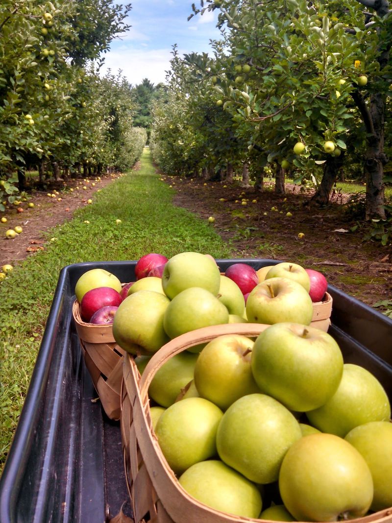 Come Back Later In August As More Apple Varieties Ripen