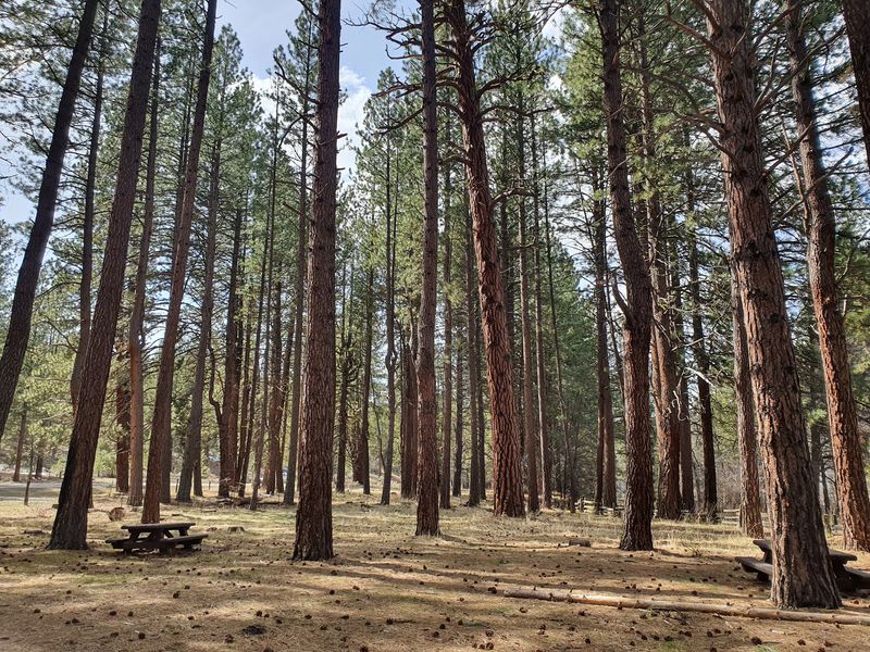 Modoc National Forest In Northeastern California