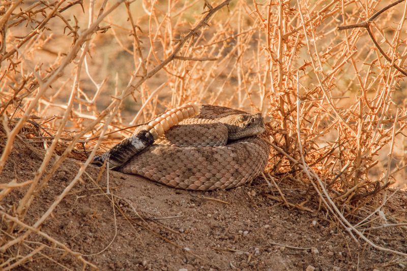 Boise River Wildlife Management Area